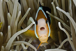 Whoaa, that's one ugly photographer!  Wakatobi, South Eas... by Ross Gudgeon 